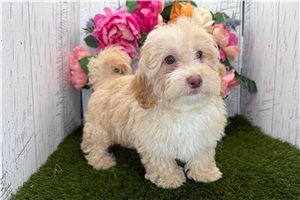 Arnold - Havapoo for sale