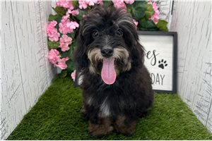 Carlos - Havapoo for sale