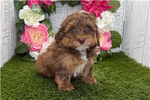 Kevin - Havapoo for sale