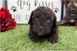 Oswald - puppy for sale