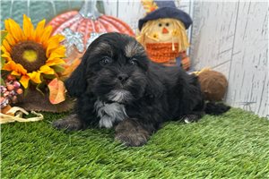 Vanessa - Shih-Poo for sale