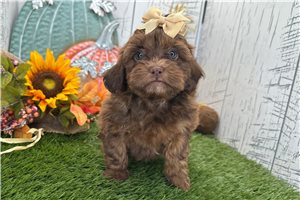 Violet - Shih-Poo for sale