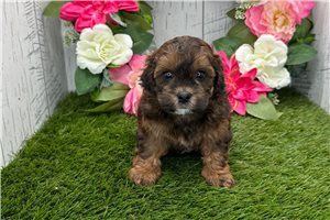 Waverly - Shih-Poo - Shihpoo for sale