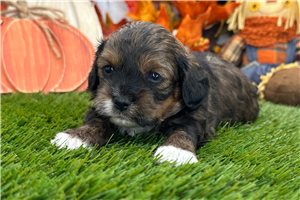 Phillip - Shih-Poo for sale