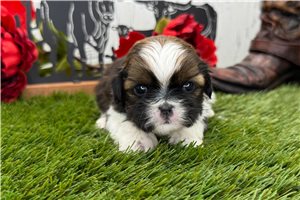 Sadie - Shih Tzu for sale
