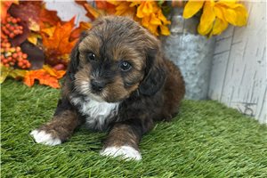 Phillip - Shih-Poo for sale