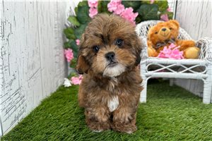 Whiskers - Shih-Poo - Shihpoo for sale