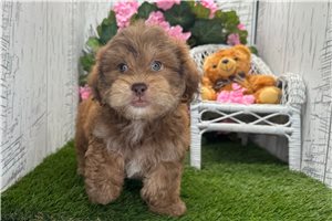 Rhett - Shih-Poo - Shihpoo for sale