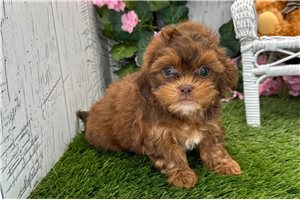 Walker - Shih-Poo - Shihpoo for sale