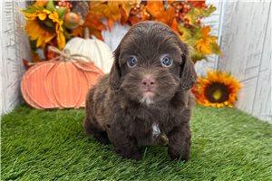Victoria - Shih-Poo for sale