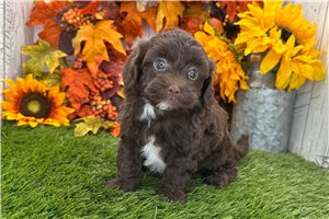 Pandora - Shih-Poo - Shihpoo for sale