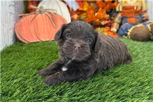Percy - Shih-Poo for sale