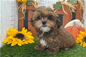Whiskers - Shih-Poo - Shihpoo for sale