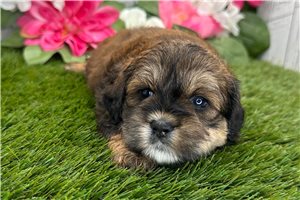 Reba - Shih-Poo - Shihpoo for sale