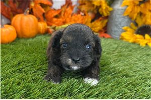 Valerie - Shih-Poo - Shihpoo for sale