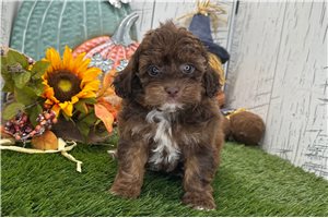 Vance - Shih-Poo for sale