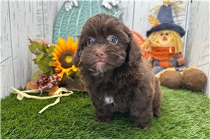 Victoria - Shih-Poo for sale