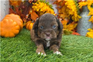Vance - Shih-Poo - Shihpoo for sale