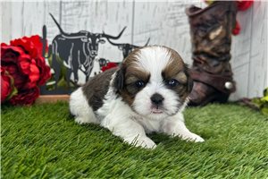 Chewbacca - puppy for sale