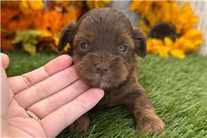 Violet - Shih-Poo - Shihpoo for sale