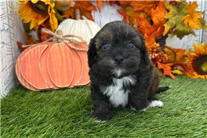 Valerie - Shih-Poo for sale