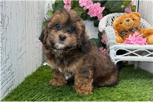 Waverly - Shih-Poo - Shihpoo for sale