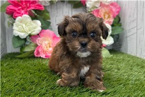 Whiskers - Shih-Poo - Shihpoo for sale