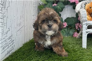 Ricardo - Shih-Poo - Shihpoo for sale