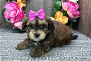Marnie - puppy for sale