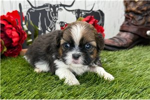 Tito - Shih Tzu for sale