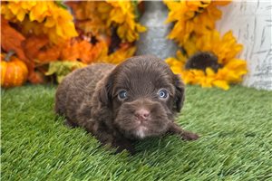 Victoria - Shih-Poo - Shihpoo for sale