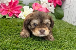 Rolf - Shih-Poo - Shihpoo for sale