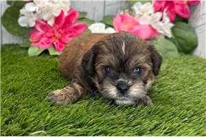 Ricardo - Shih-Poo - Shihpoo for sale