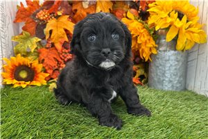 Poppy - Shih-Poo for sale