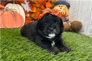 Poppy - Shih-Poo for sale
