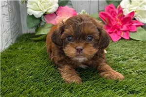 Walker - Shih-Poo - Shihpoo for sale