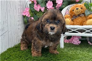 Waverly - Shih-Poo - Shihpoo for sale