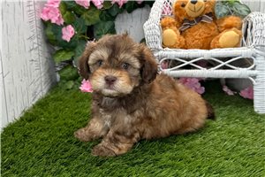 Rolf - Shih-Poo - Shihpoo for sale