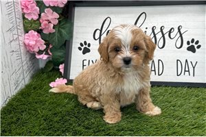 Max - Shih-Poo - Shihpoo for sale