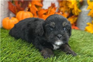 Vanessa - Shih-Poo - Shihpoo for sale