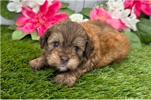 Roger - Shih-Poo - Shihpoo for sale