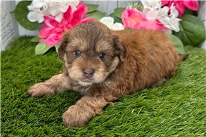 Rhett - Shih-Poo - Shihpoo for sale