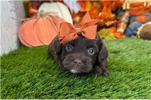 Pandora - Shih-Poo for sale