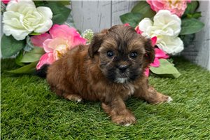 Wendy - Shih-Poo - Shihpoo for sale