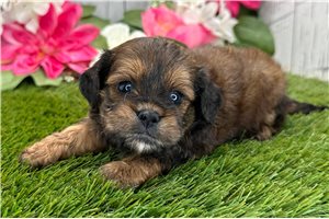 Reginald - Shih-Poo - Shihpoo for sale