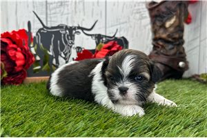 Snake - puppy for sale