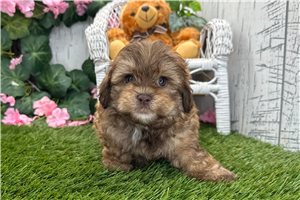 Roger - Shih-Poo - Shihpoo for sale