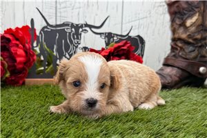Max - Shih-Poo - Shihpoo for sale
