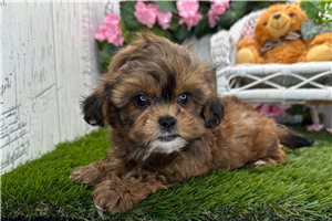 Whiskers - Shih-Poo - Shihpoo for sale
