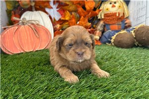 Piper - Shih-Poo for sale